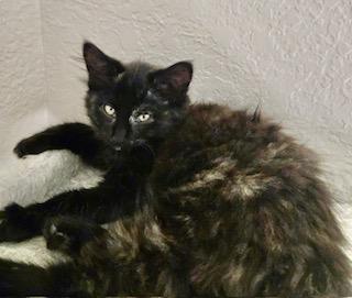 Nero, an adoptable Domestic Long Hair, Tortoiseshell in Pasco, WA, 99301 | Photo Image 2