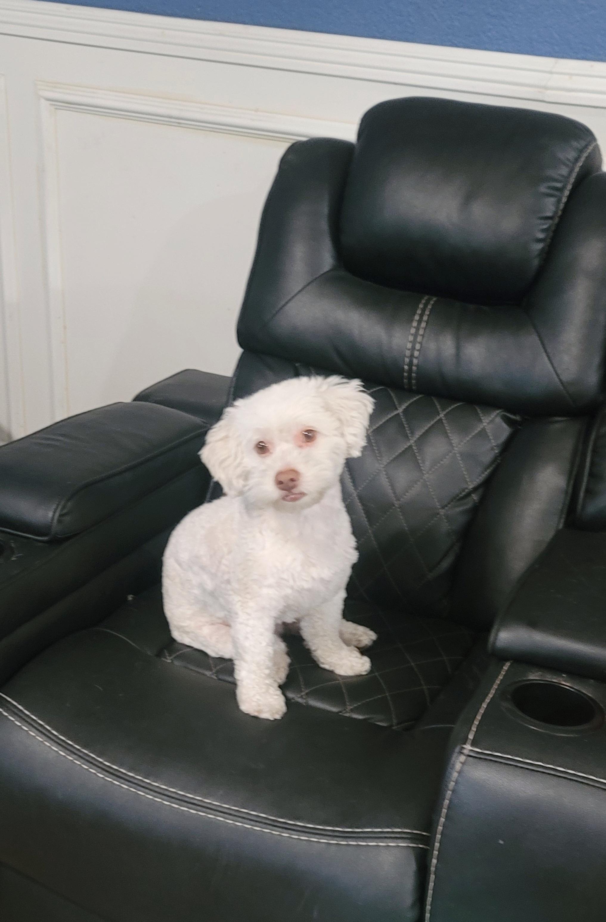 Ollie (I love playing fetch!)