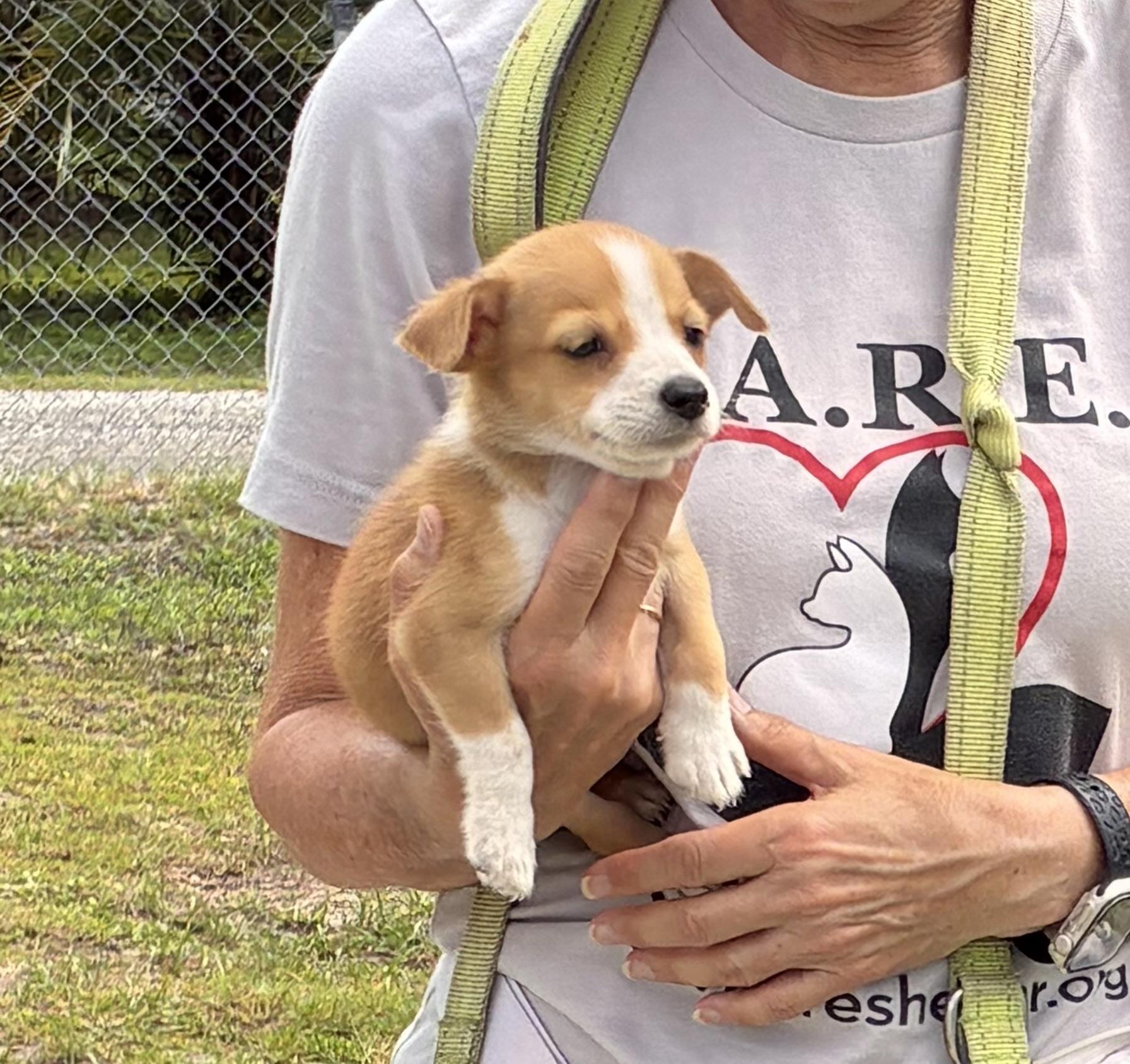 Beck, Adopted, Puppy Male Mixed Breed.