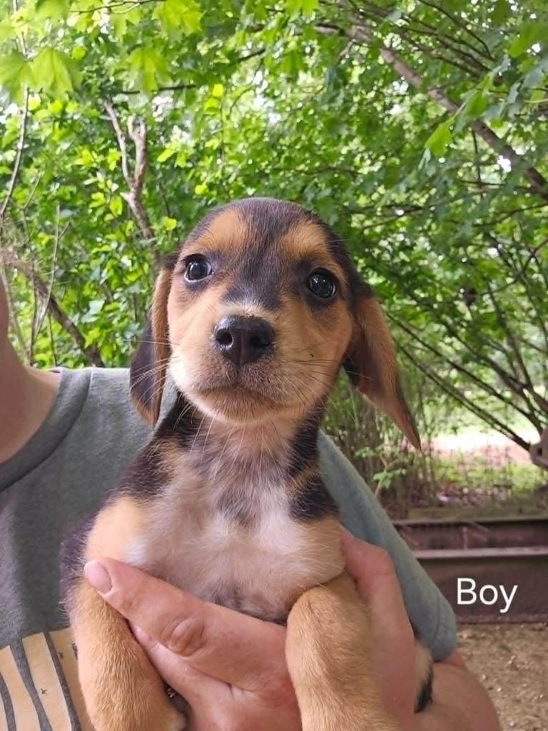CARTER, Adoptable, Puppy Male Beagle.