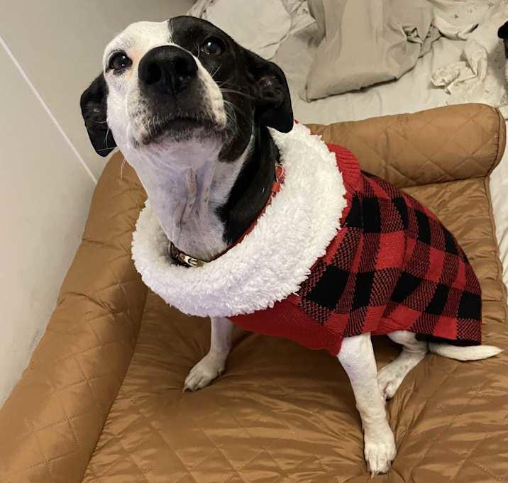 Precious, a Adoptable mixed breed in Inez, TX image 1/4