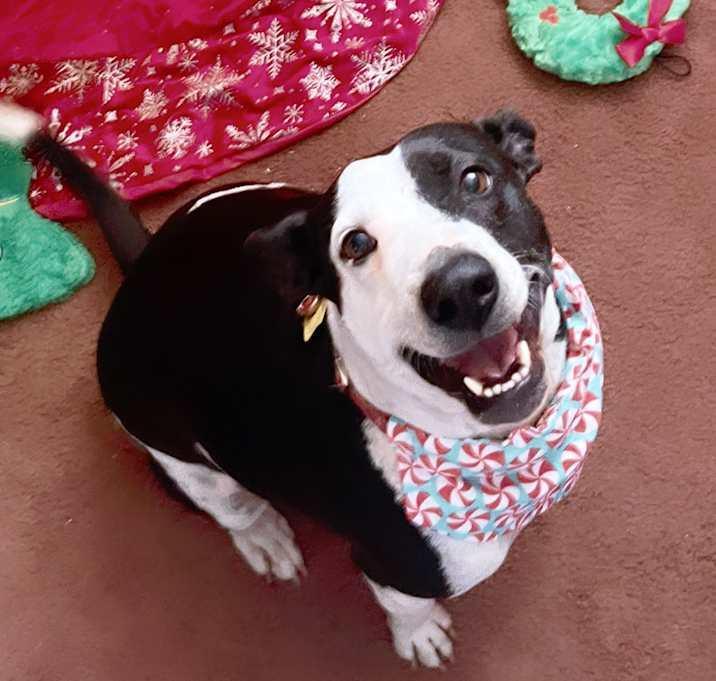 Precious, a Adoptable mixed breed in Inez, TX image 3/4