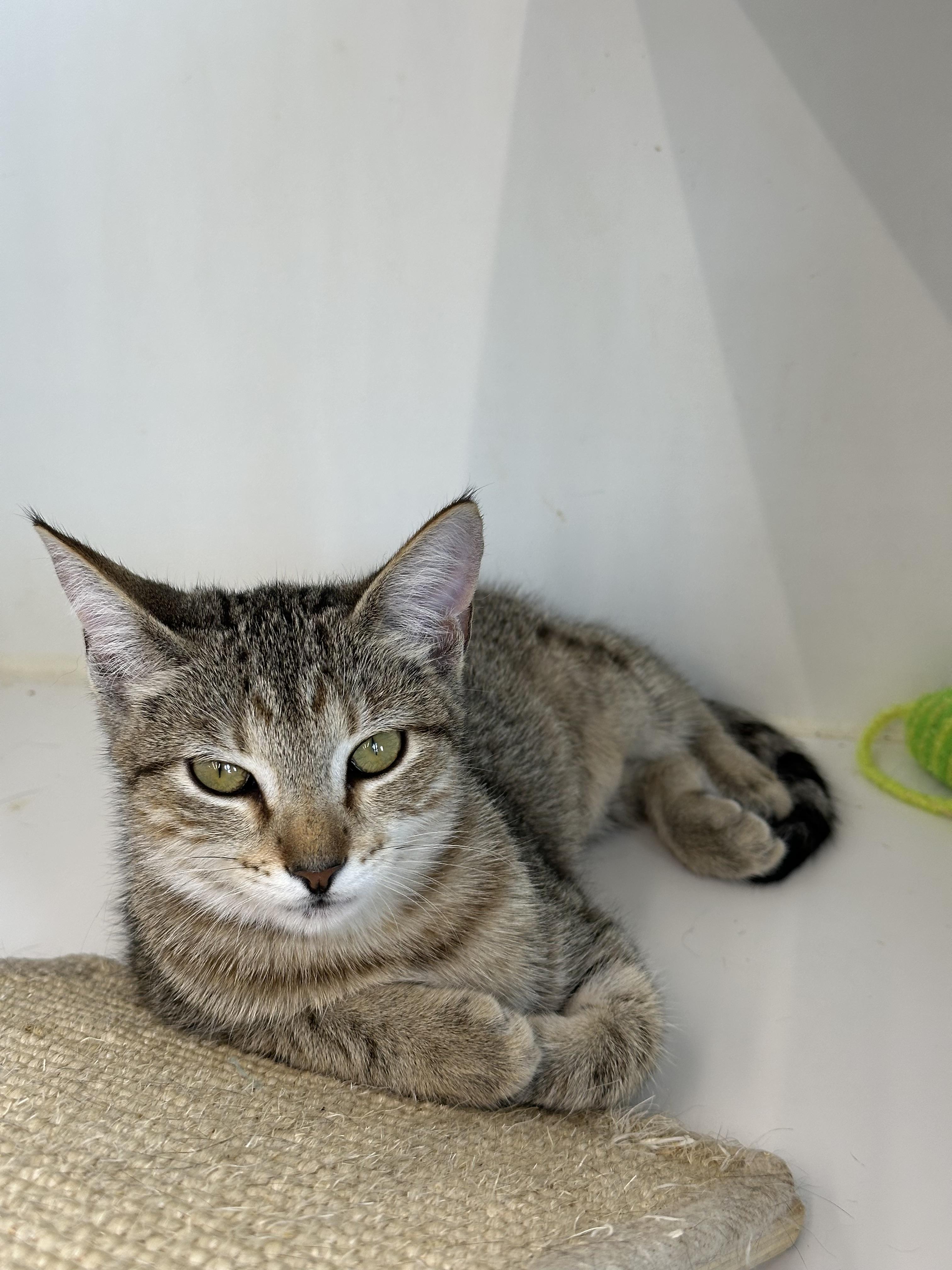 Rogue, Adopted, Young Female Domestic Short Hair.