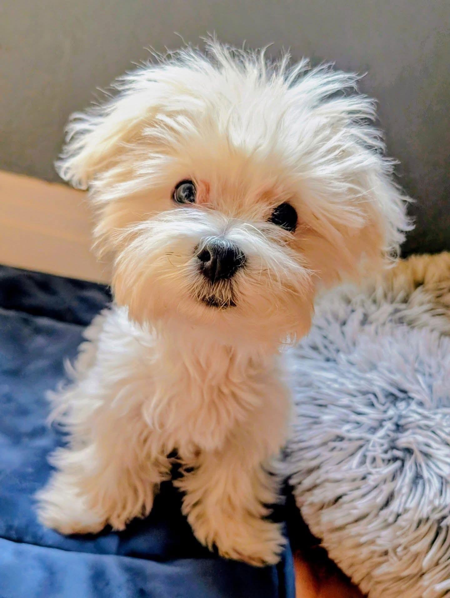 Pippi, Adopted, Young Female Maltese.