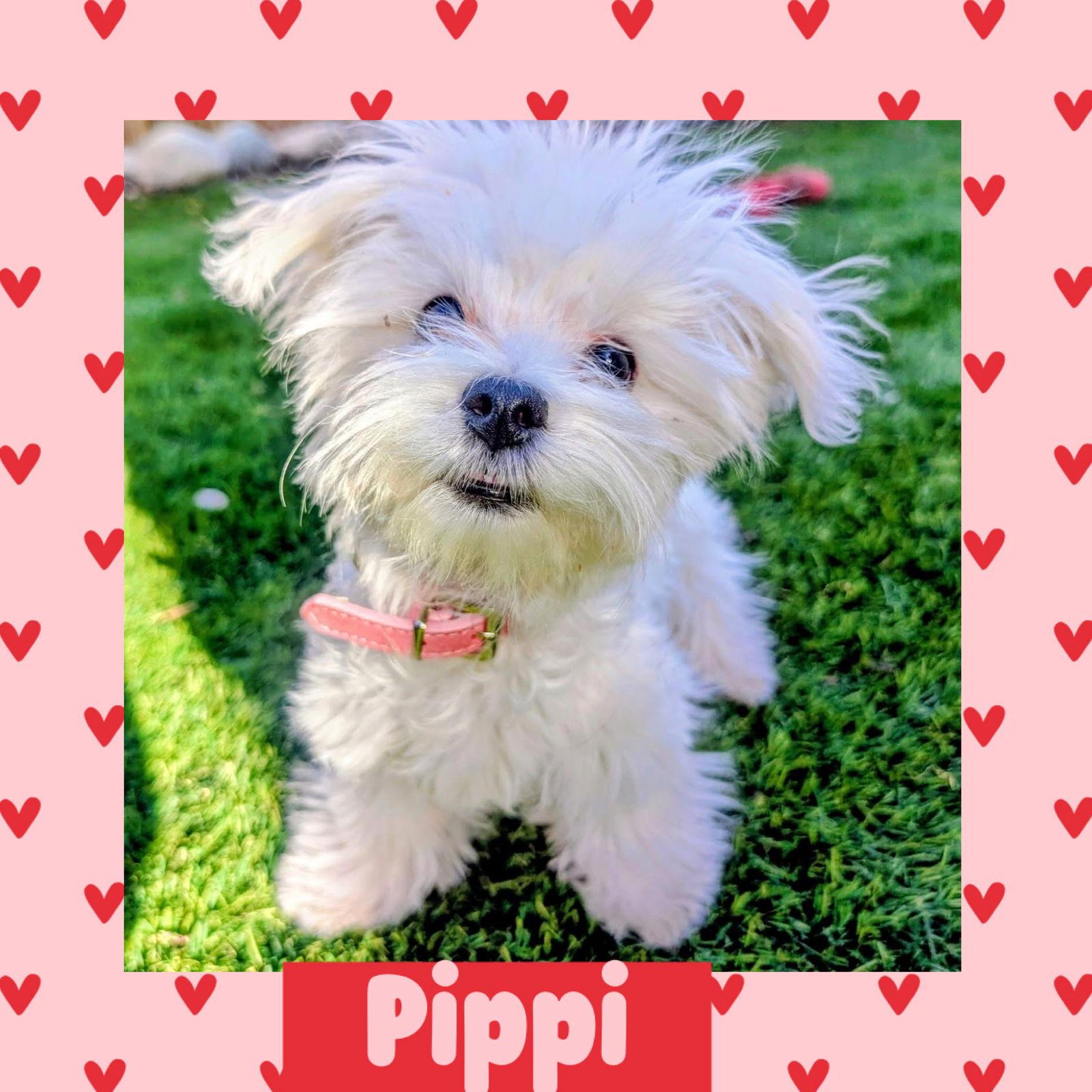 Enlarge Pippi, a Adopted Maltese in Littleton, CO image 2/3