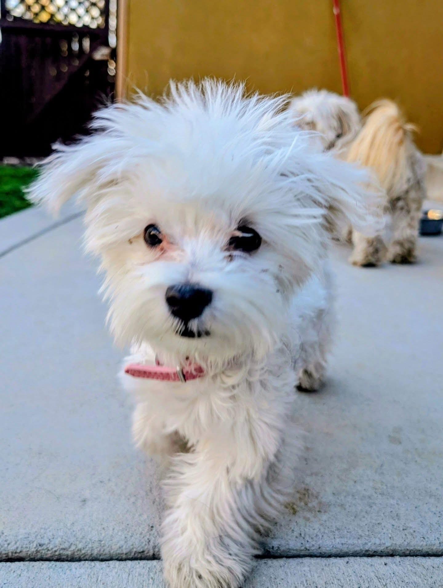 Enlarge Pippi, a Adopted Maltese in Littleton, CO image 3/3