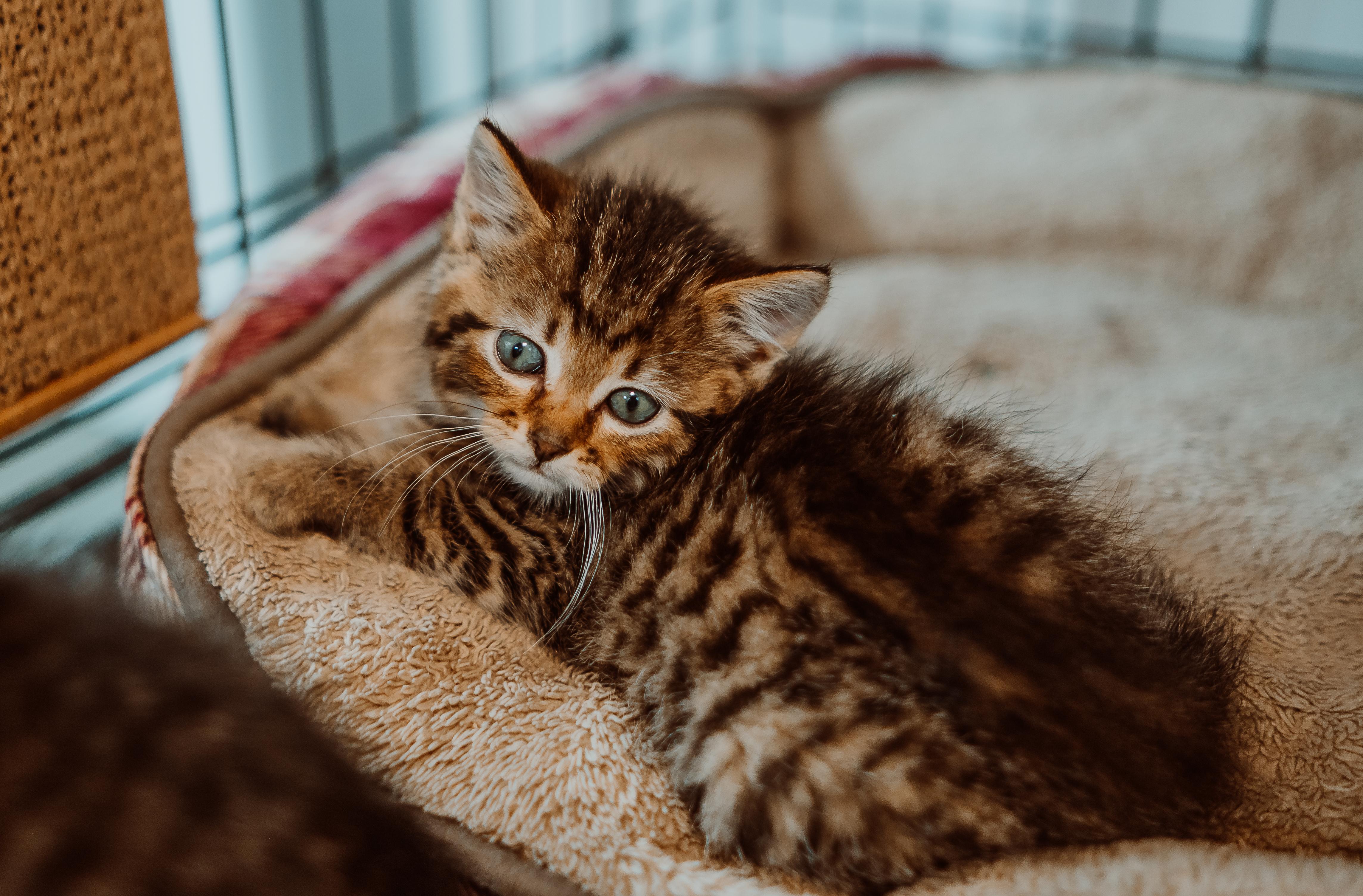 Prune Juice (Pink Collar)