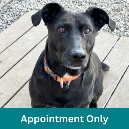 Enlarge Maggie aka Lady, a ADOPTABLE mixed breed in Dubuque, IA image 1/1