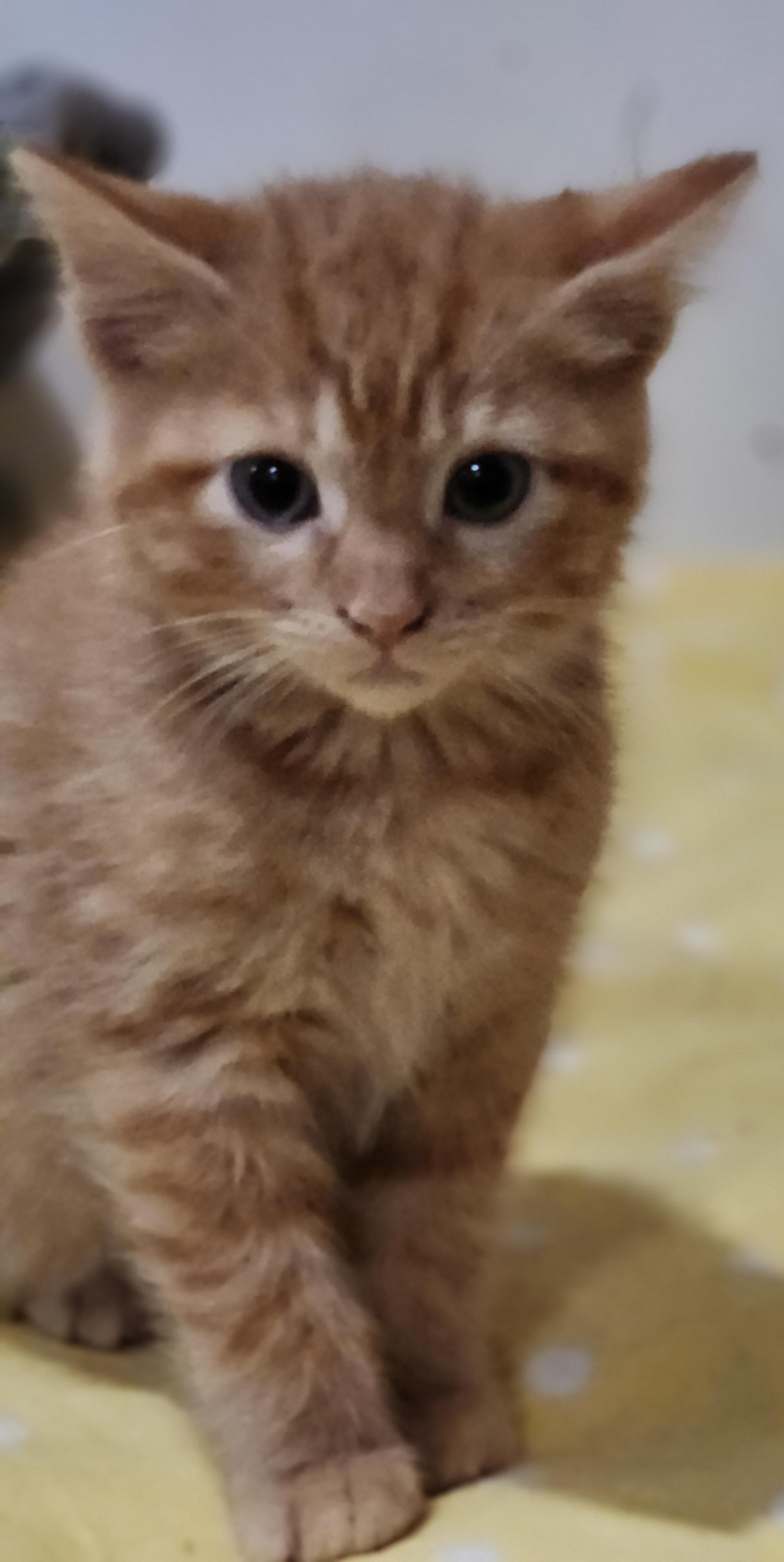 Teddy, Adopted, Kitten Male Domestic Short Hair.