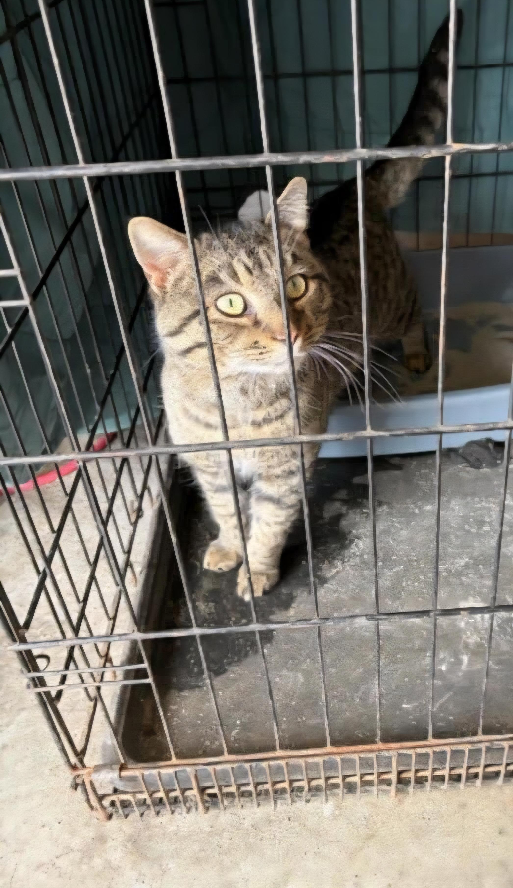 Enlarge Clooney (Courtesy Post), a ADOPTABLE Tabby in Talbott, TN image 1/1