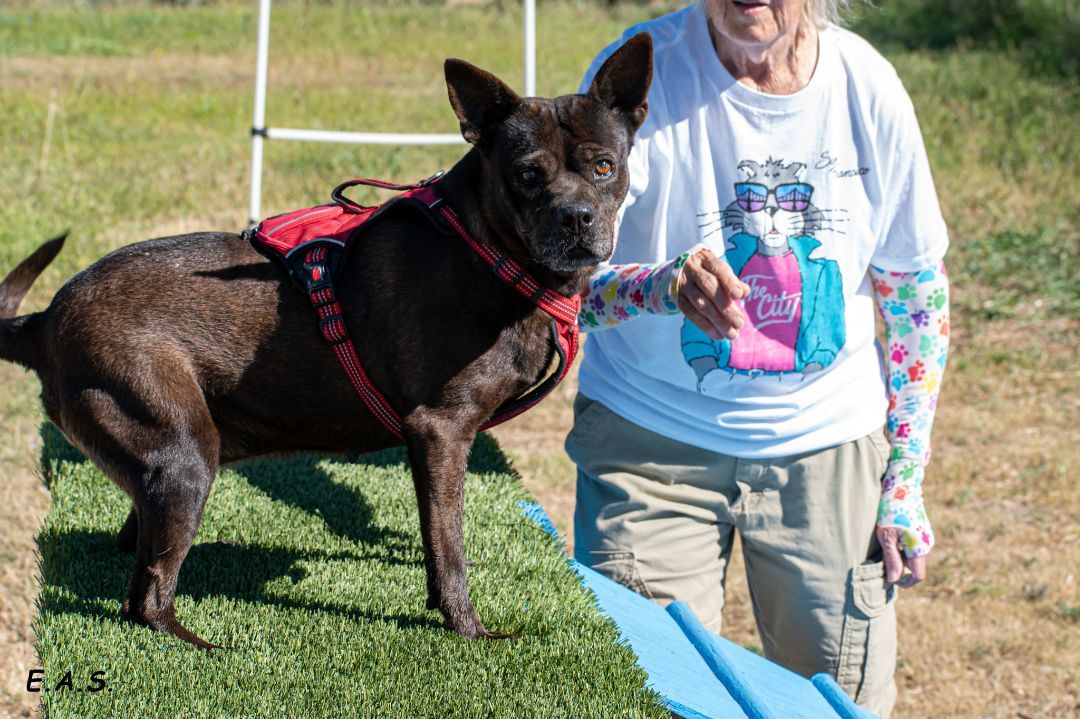 Dusty, an adoptable French Bulldog, Chihuahua in Mayer, AZ, 86333 | Photo Image 2