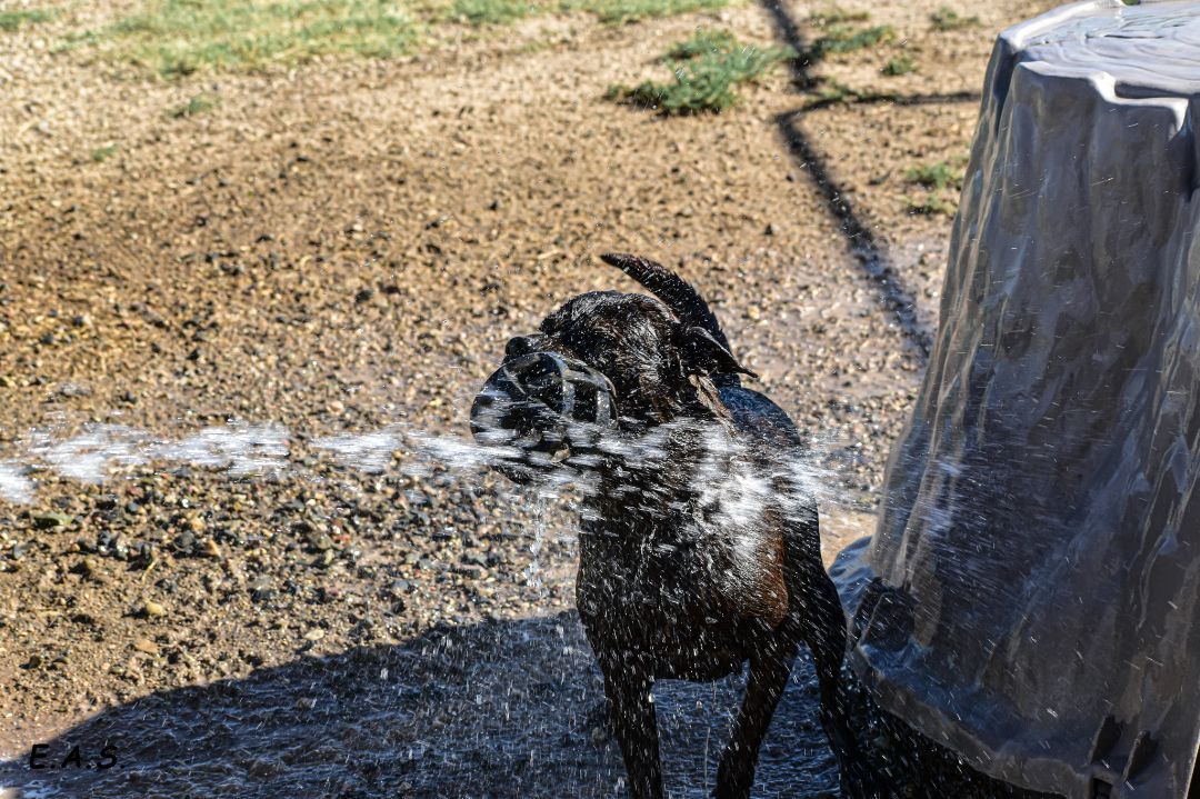Enlarge Dusty, a Adoptable mixed breed image 9/12