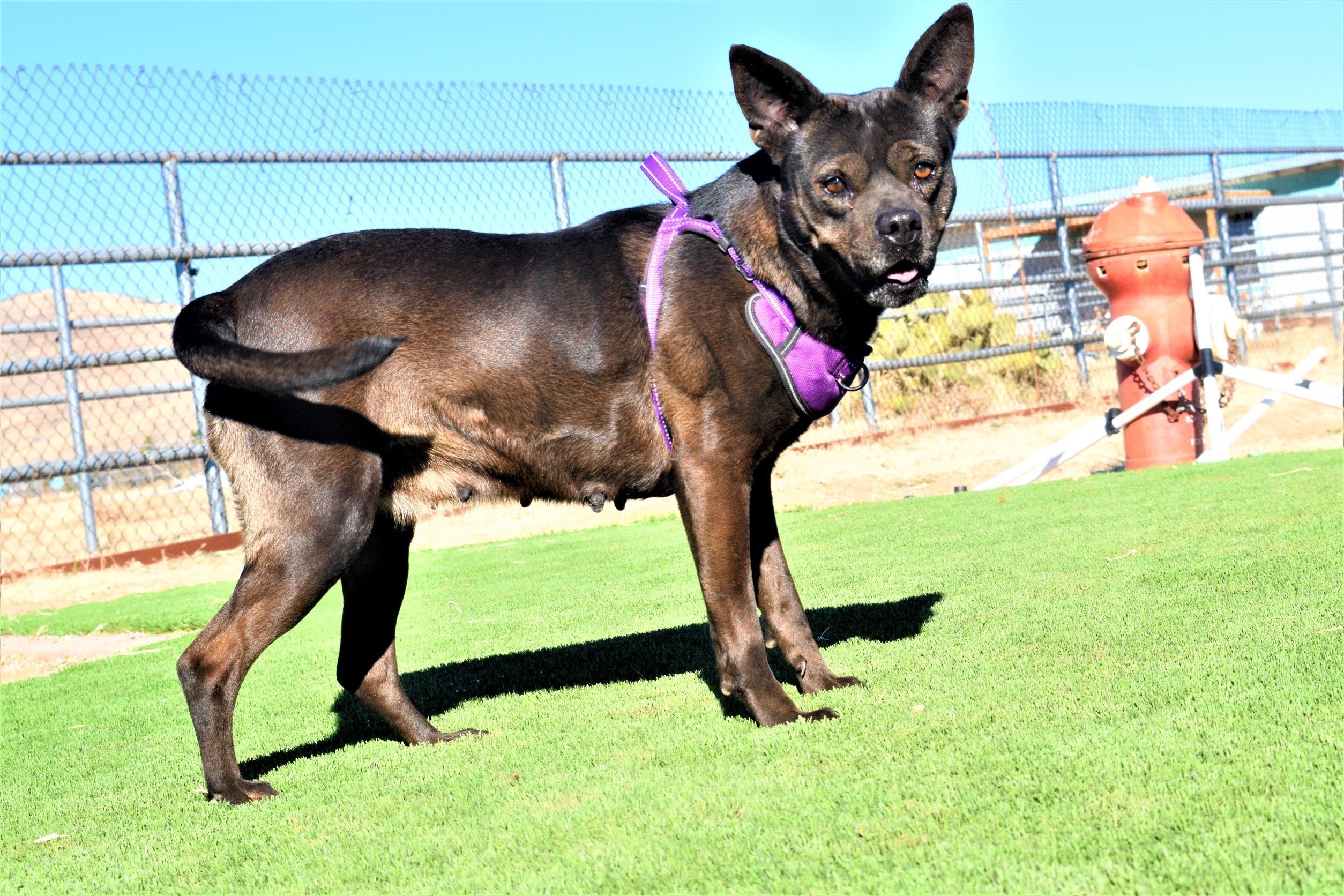 Enlarge Dusty, a Adoptable mixed breed image 10/12