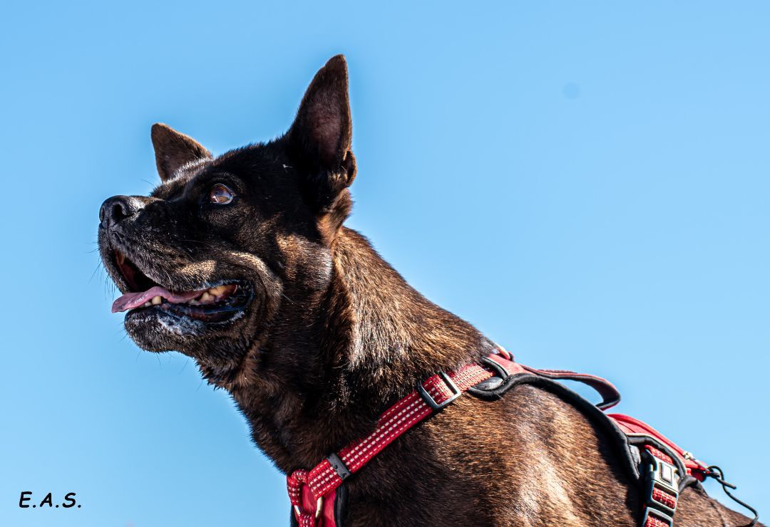 Enlarge Dusty, a Adoptable mixed breed image 11/12