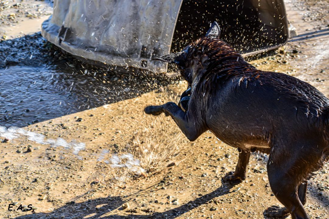 Enlarge Dusty, a Adoptable mixed breed image 12/12
