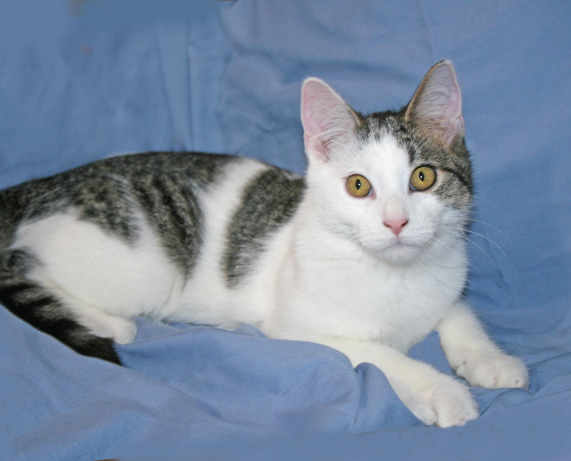 Enlarge Sebastian, a Adoptable mixed breed in Victoria, MN image 3/4