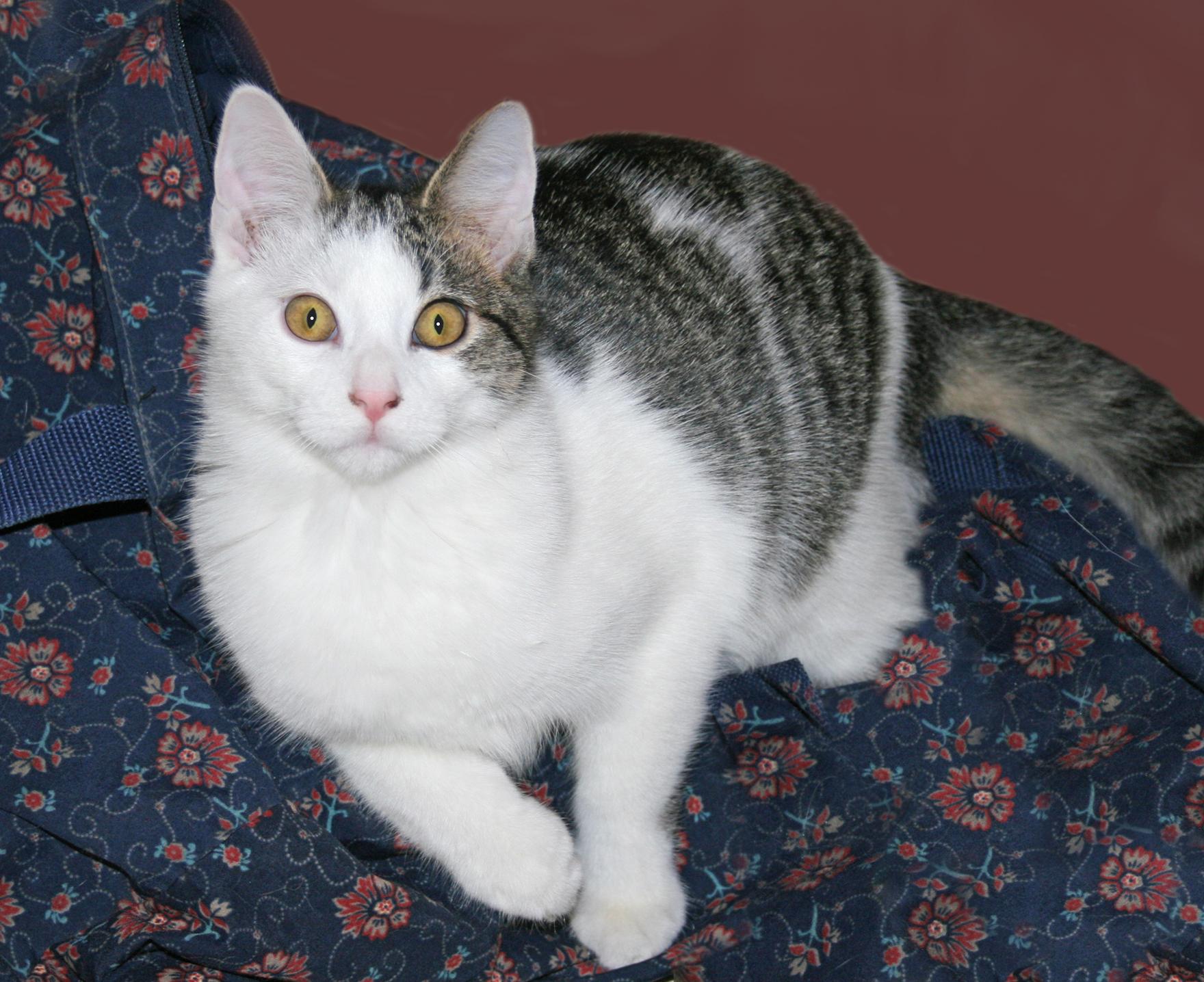 Enlarge Sebastian, a Adoptable mixed breed in Victoria, MN image 2/4