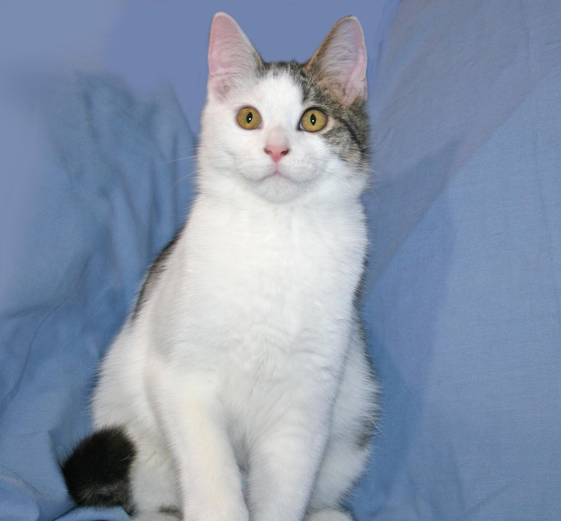 Sebastian, Adoptable, Kitten Male Domestic Short Hair & Tabby.