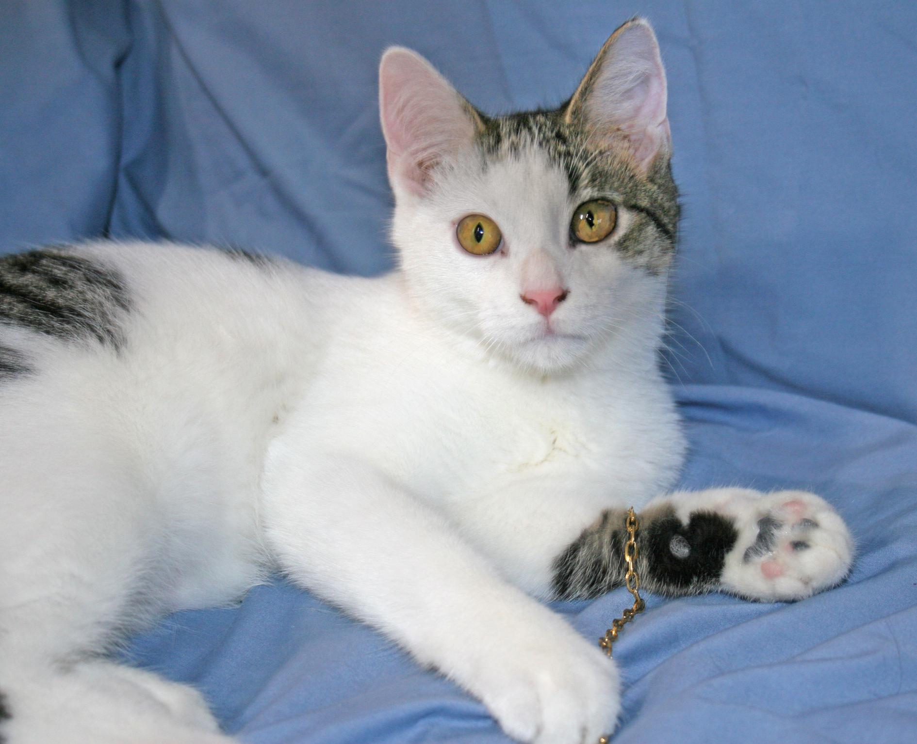 Enlarge Sebastian, a Adoptable mixed breed in Victoria, MN image 4/4