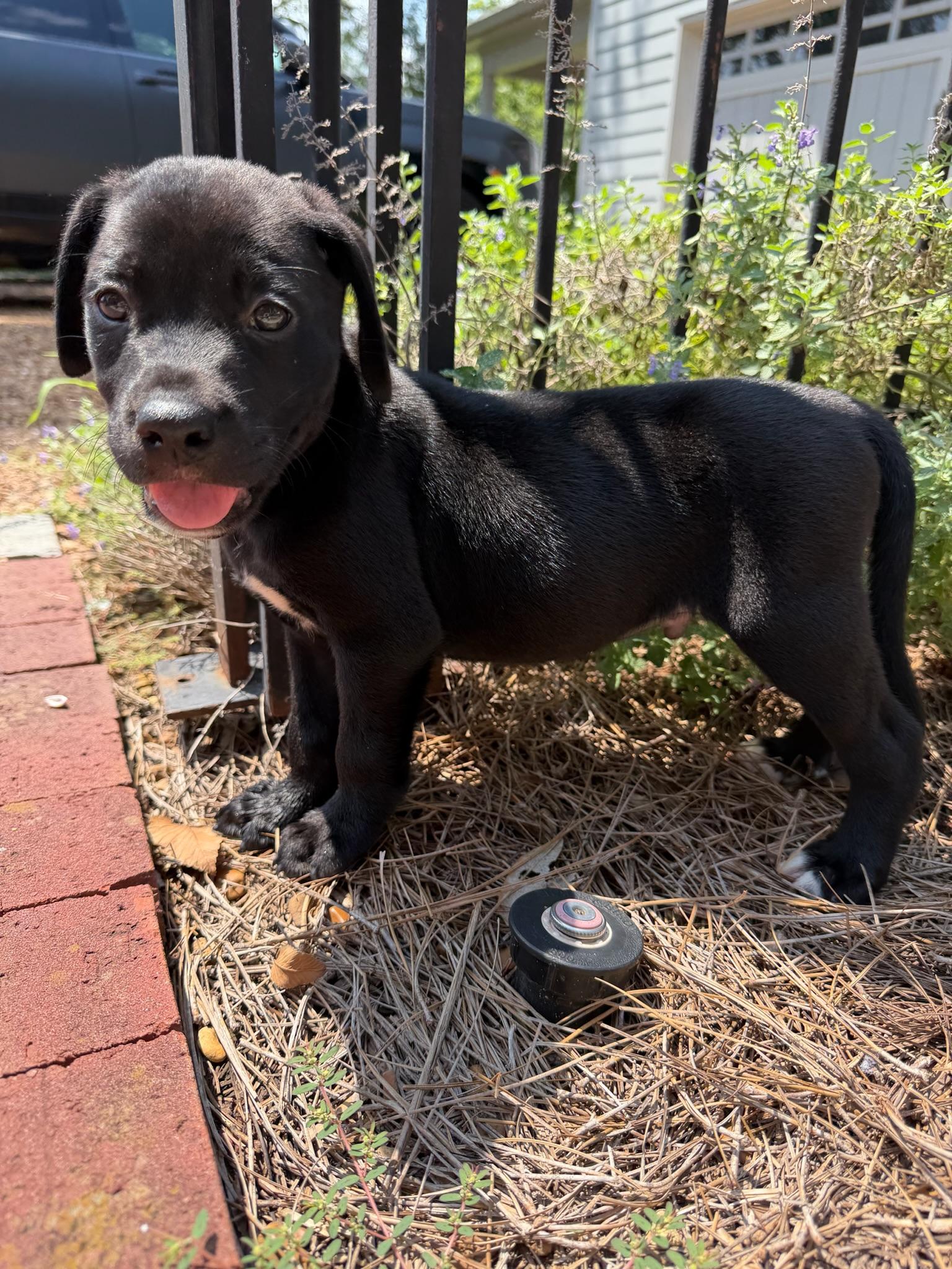 Woody, a Adoptable mixed breed in Nashville, TN image 5/5