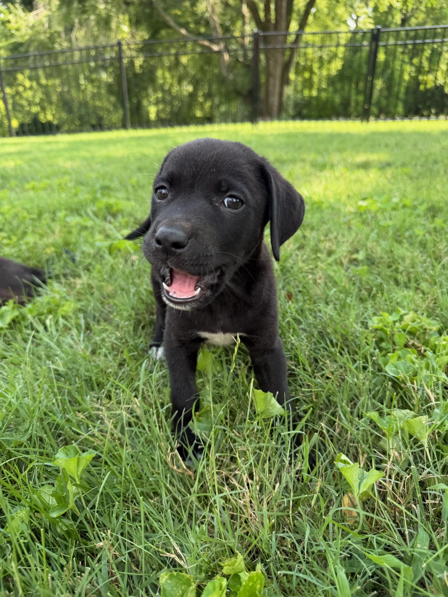 Woody, a Adoptable mixed breed in Nashville, TN image 3/5