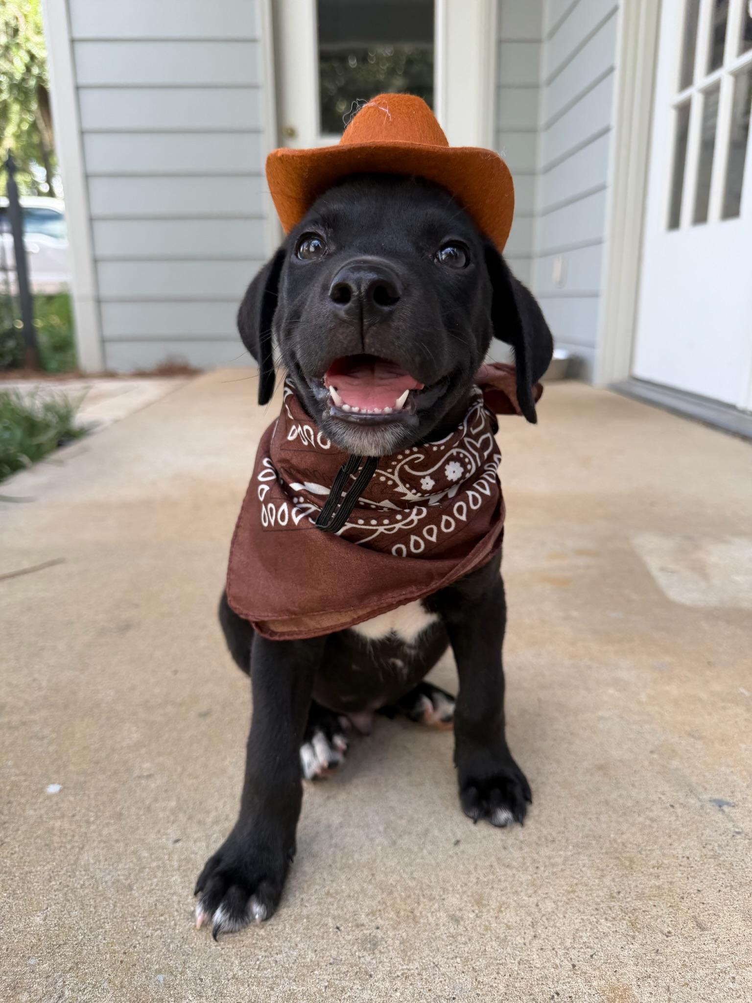 Woody, a Adoptable mixed breed in Nashville, TN image 1/5