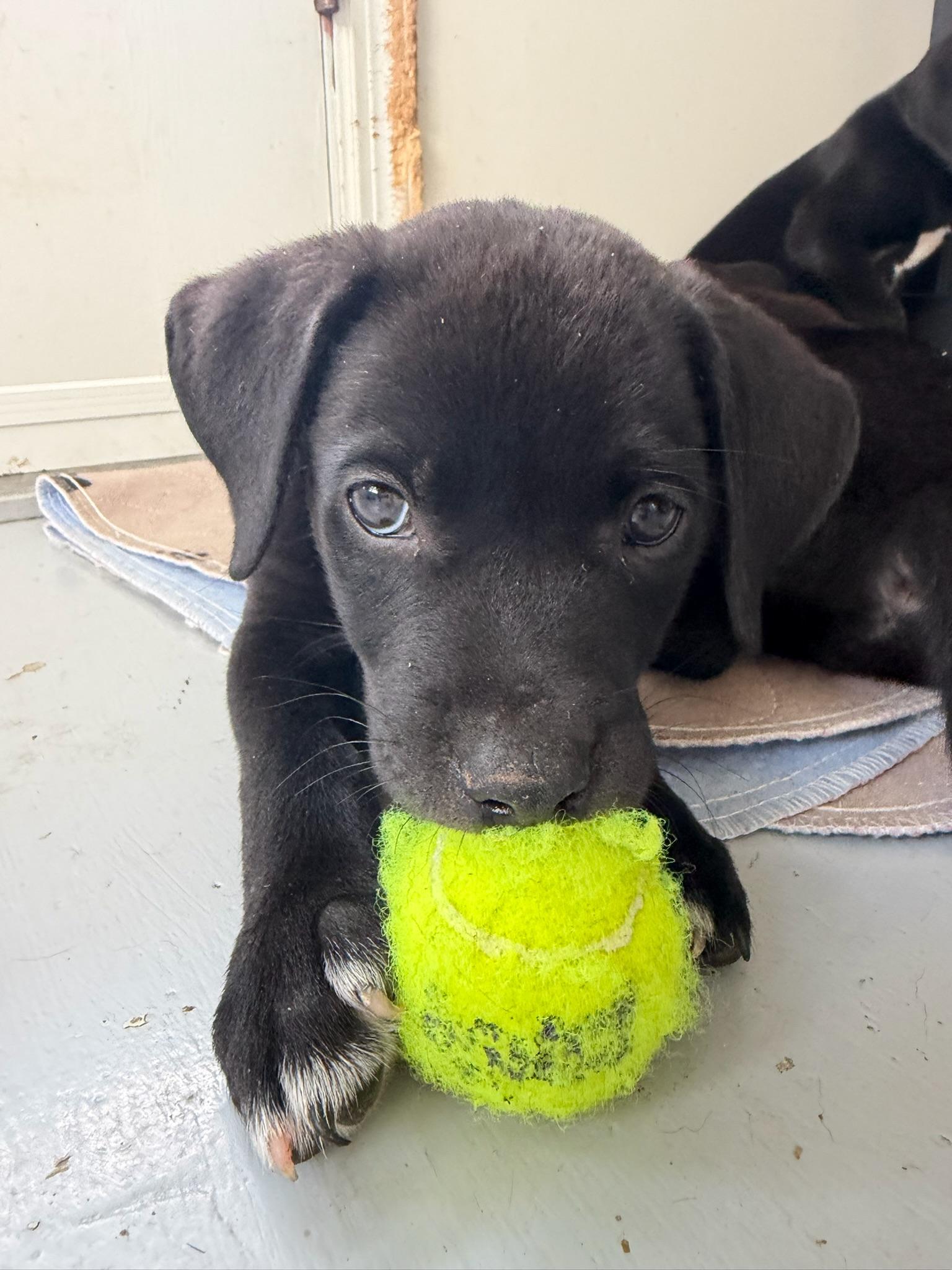 Woody, a Adoptable mixed breed in Nashville, TN image 4/5