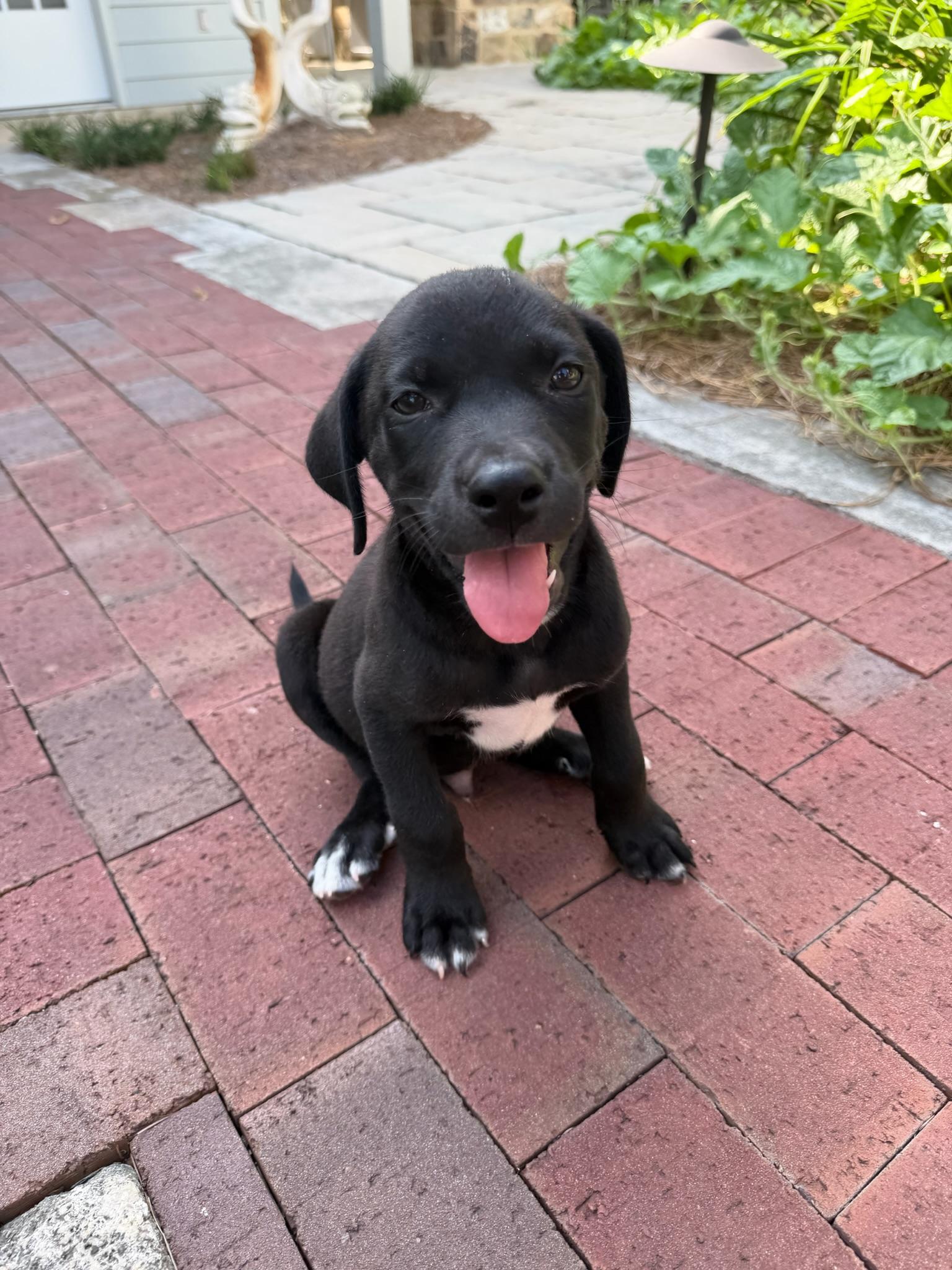 Woody, a Adoptable mixed breed in Nashville, TN image 2/5