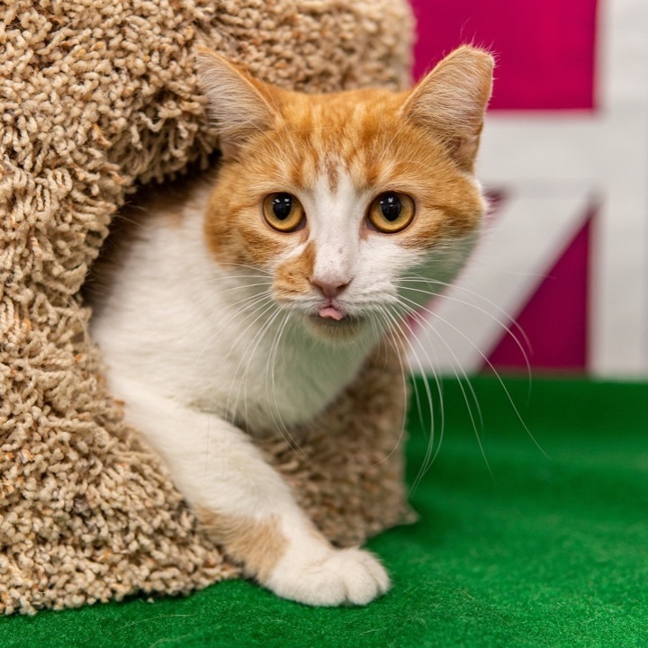 Enlarge FOSTER FAMILIES NEEDED!, a Adoptable mixed breed in Lemont, IL image 8/12