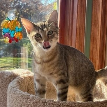 Enlarge FOSTER FAMILIES NEEDED!, a Adoptable mixed breed in Lemont, IL image 9/12