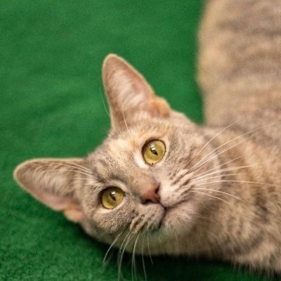 Enlarge FOSTER FAMILIES NEEDED!, a Adoptable mixed breed in Lemont, IL image 10/12