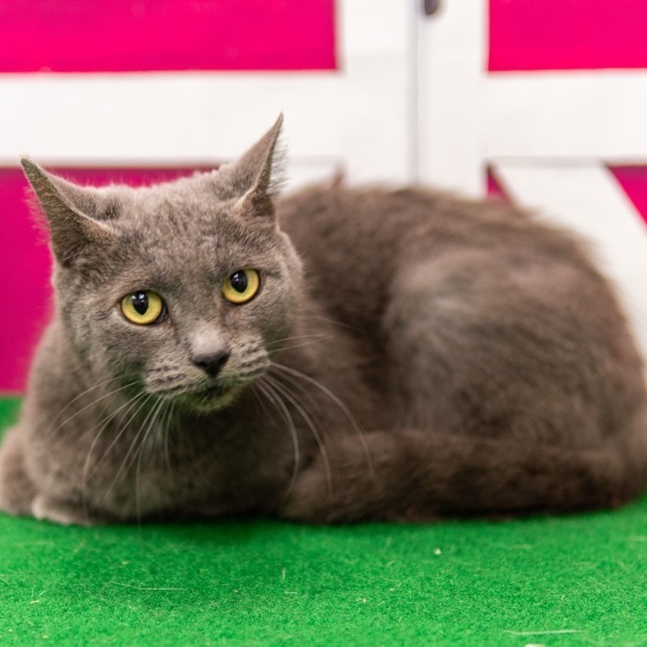 FOSTER FAMILIES NEEDED!, Adoptable, Adult Female Tabby & Domestic Long Hair.