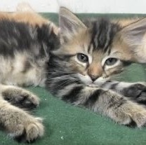 Enlarge FOSTER FAMILIES NEEDED!, a Adoptable mixed breed in Lemont, IL image 12/12