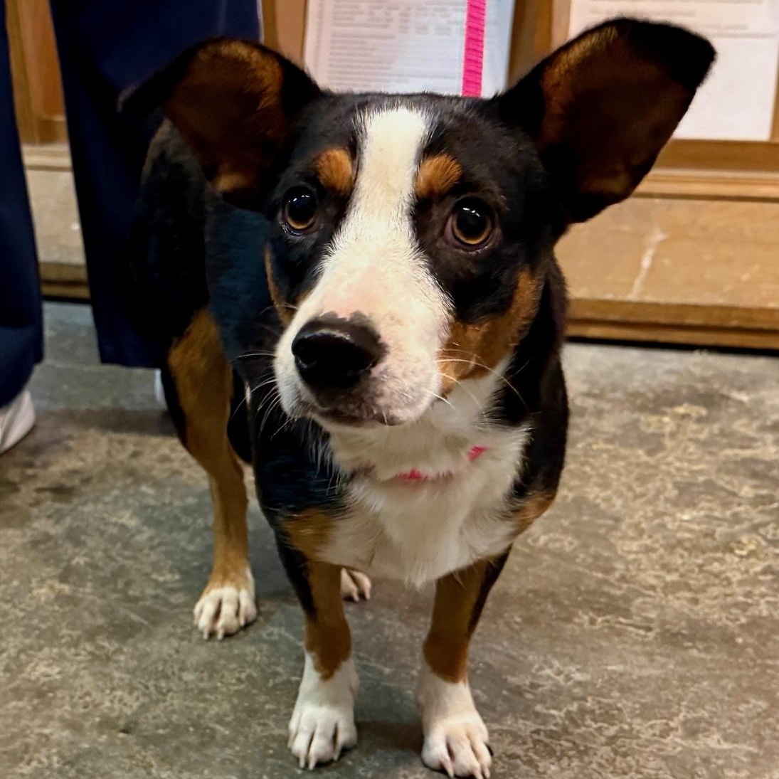 Natalie, a Adoptable mixed breed in Mobile, AL image 1/3