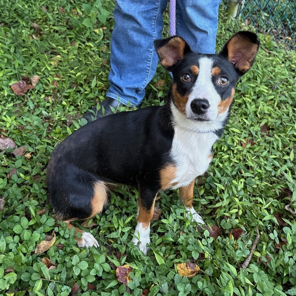 Natalie, a Adoptable mixed breed in Mobile, AL image 2/3