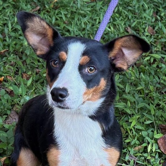 Natalie, a Adoptable mixed breed in Mobile, AL image 3/3