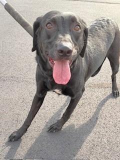 Peach Yrly 381, Adopted, Adult Female Labrador Retriever.