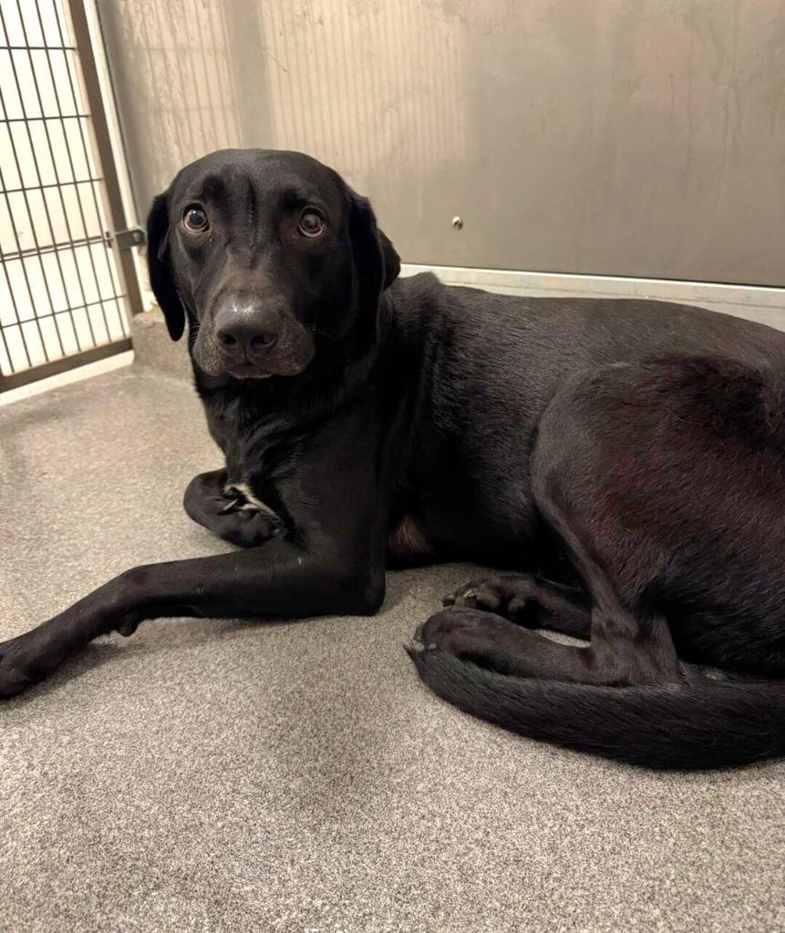 Enlarge Peach Yrly 381, a Adopted mixed breed in Sidney, OH image 2/2