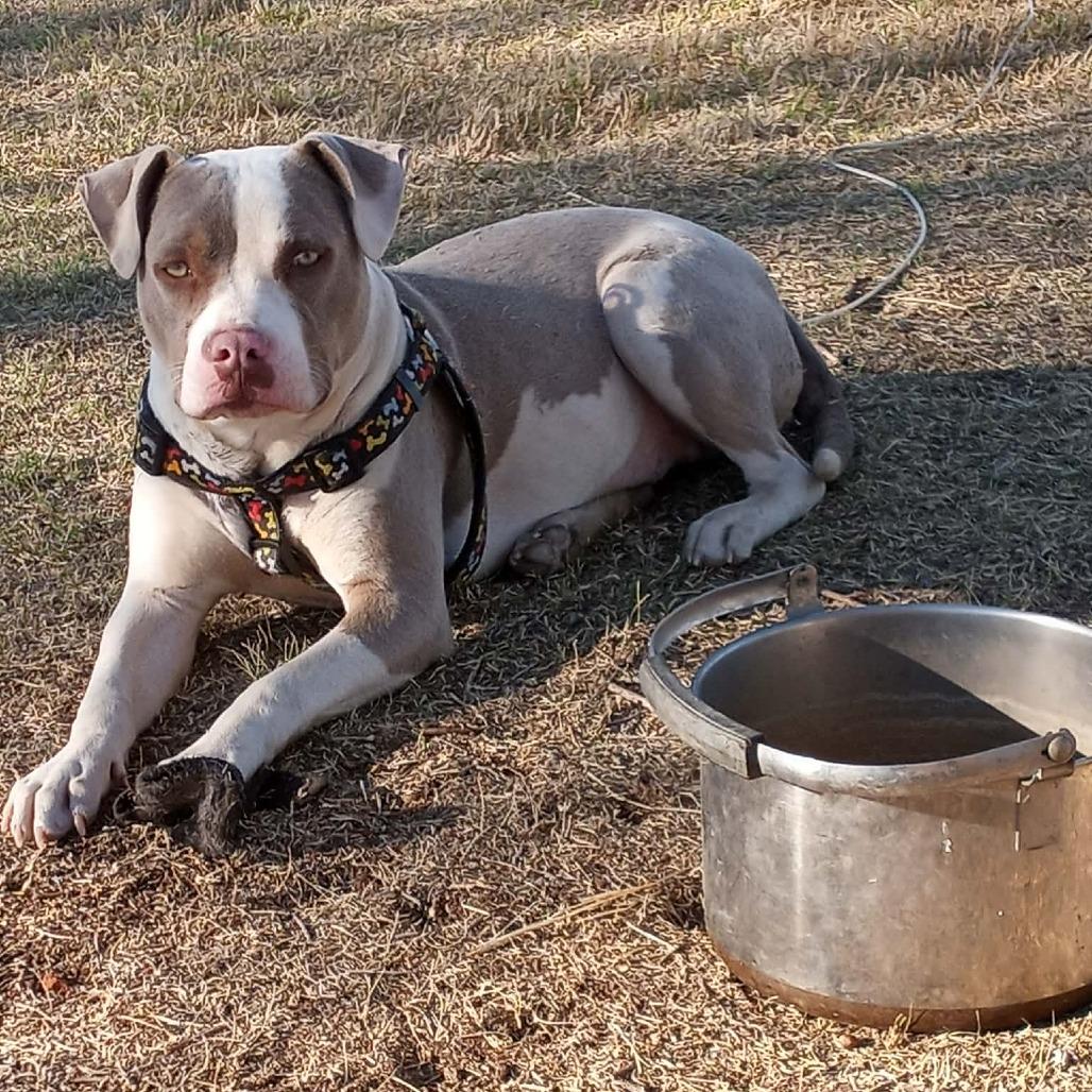 Angel, Adoptable, Young Female Pit Bull Terrier.
