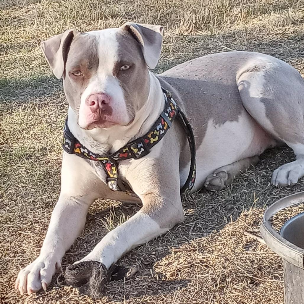 Angel, a Adoptable mixed breed in Amarillo, TX image 2/6