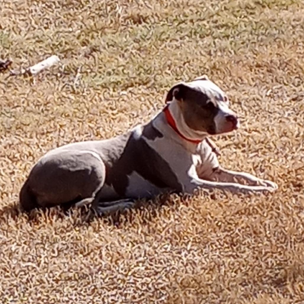 Angel, a Adoptable mixed breed in Amarillo, TX image 3/6