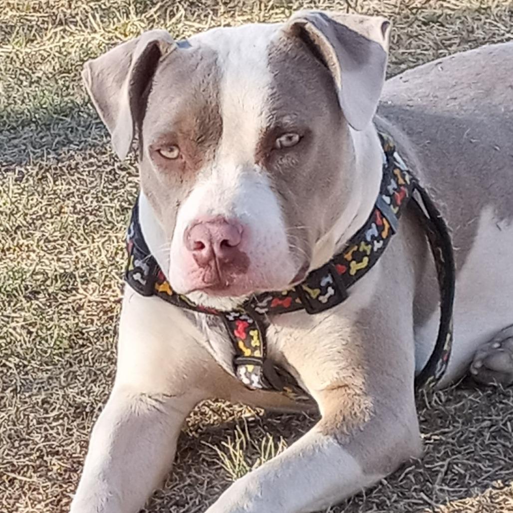 Angel, a Adoptable mixed breed in Amarillo, TX image 4/6