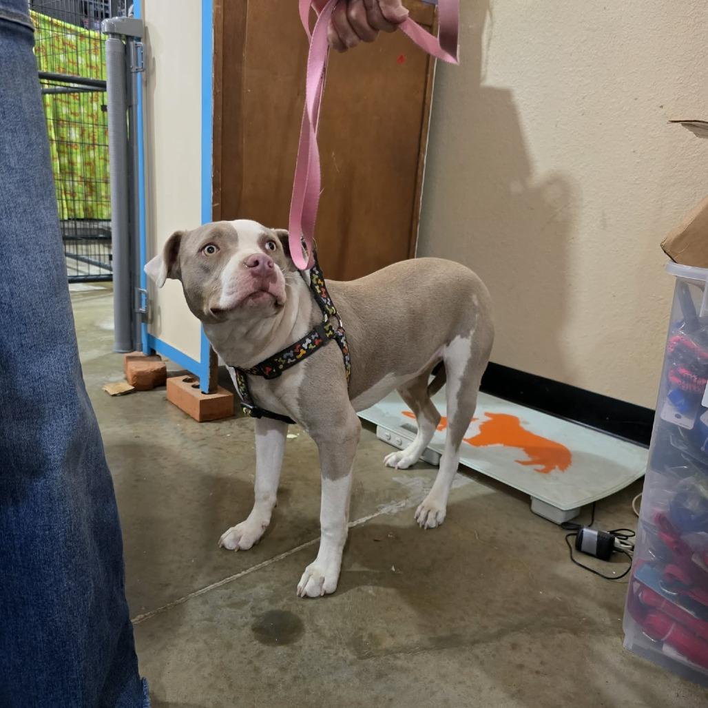 Angel, a Adoptable mixed breed in Amarillo, TX image 5/6