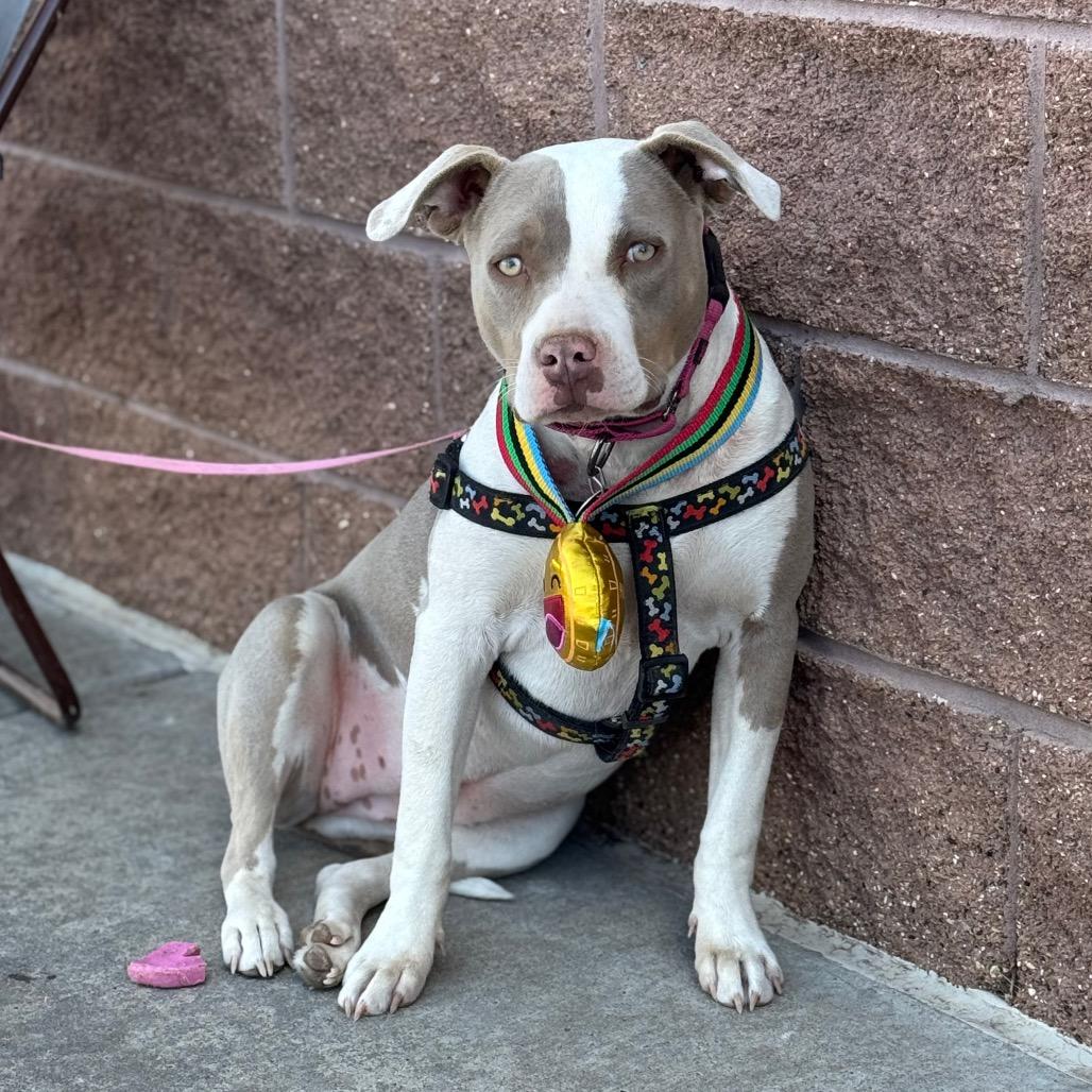 Angel, a Adoptable mixed breed in Amarillo, TX image 6/6