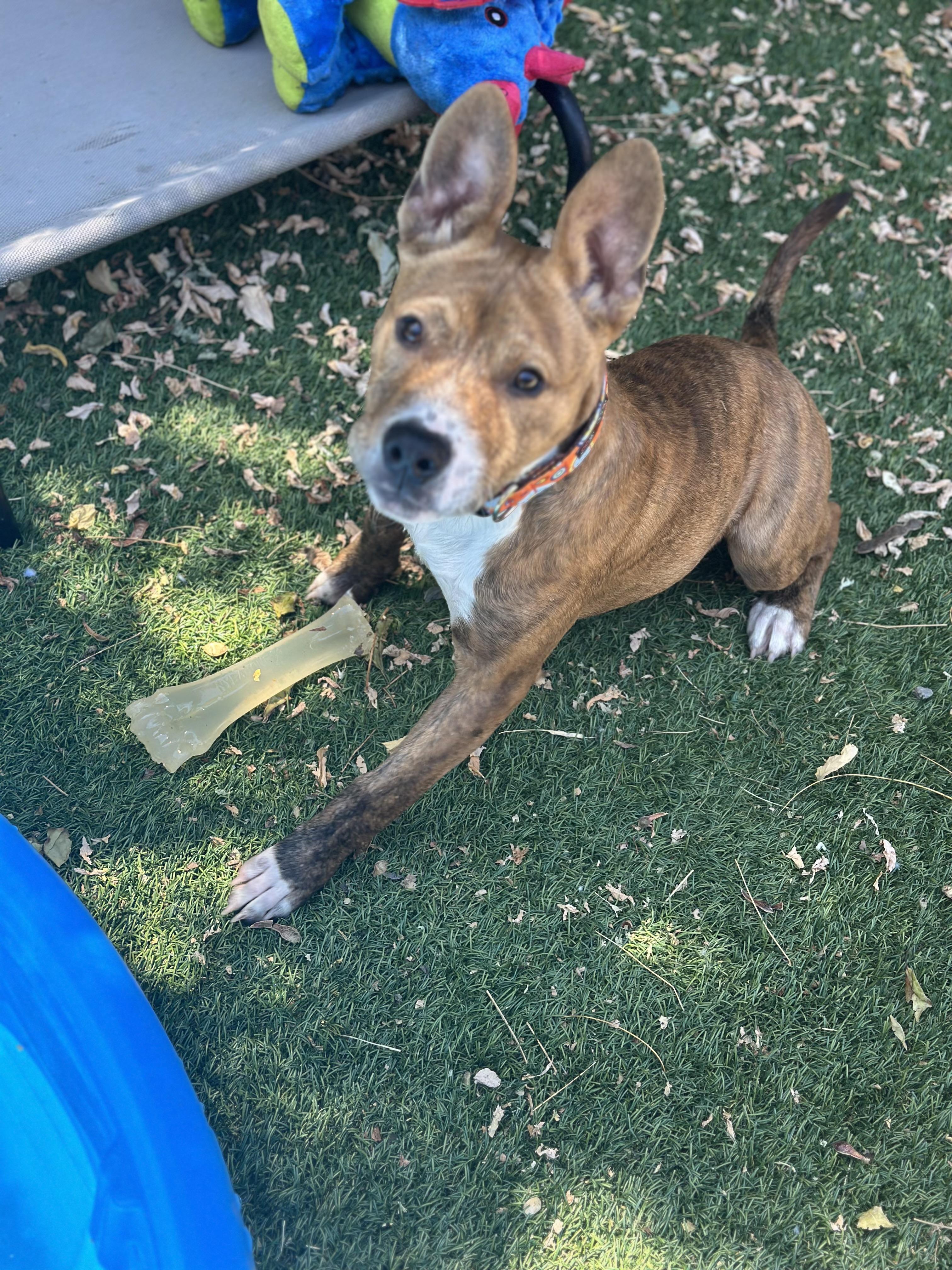 Enlarge Tigger, an adopted mixed breed in SACRAMENTO, CA image 2/3
