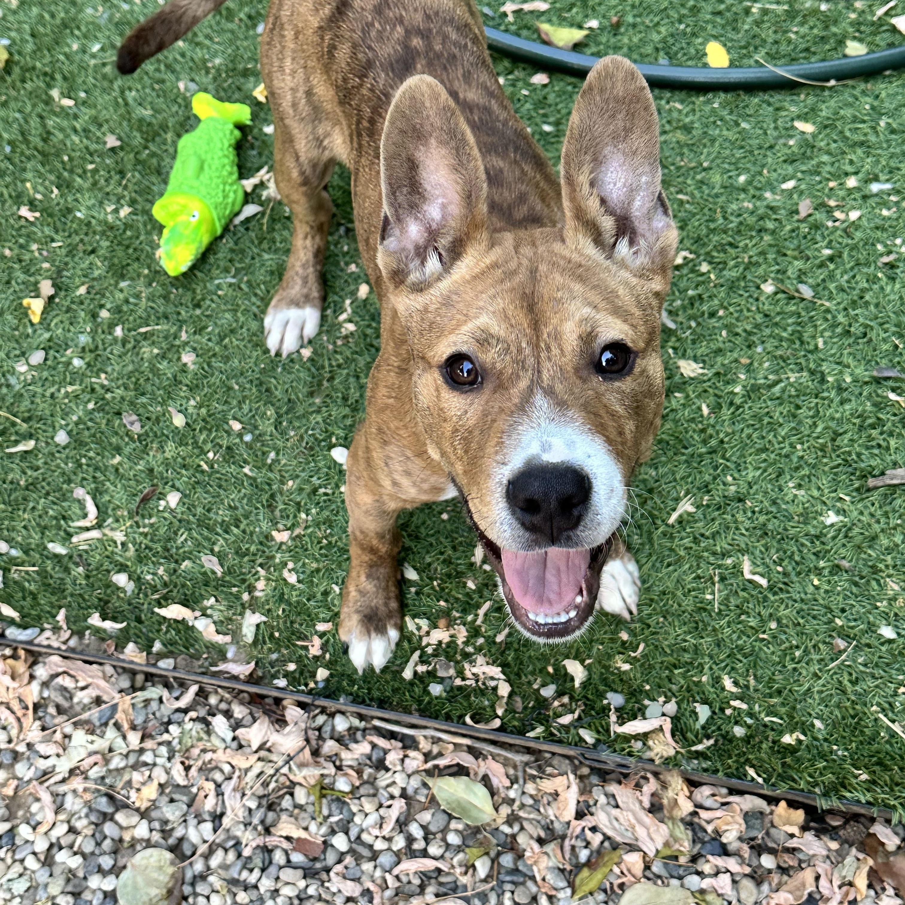 Enlarge Tigger, an adopted mixed breed in SACRAMENTO, CA image 3/3