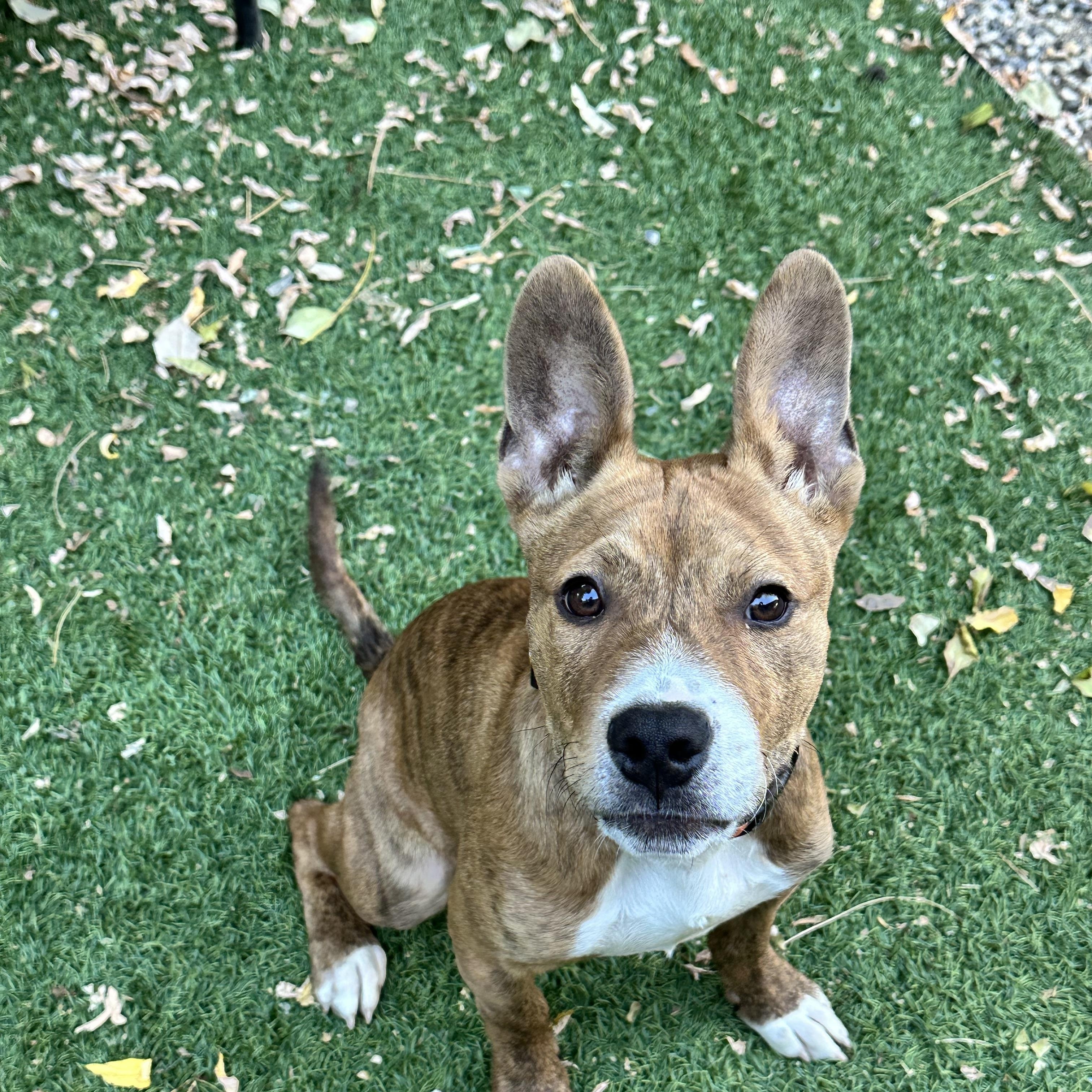 Tigger, adopted, Young Male Pit Bull Terrier.