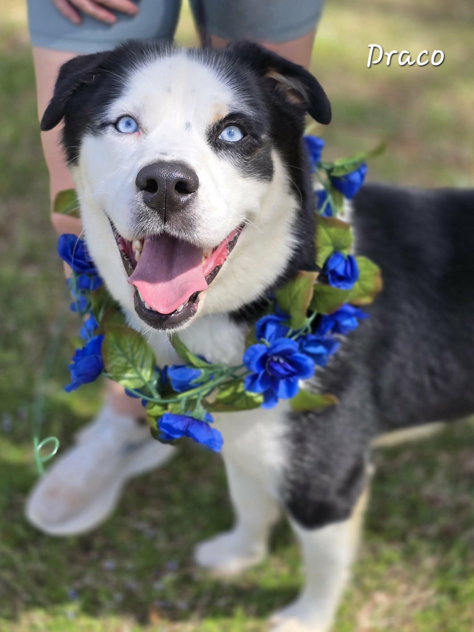 Enlarge Draco, a ADOPTABLE mixed breed in Bishop, GA image 6/6