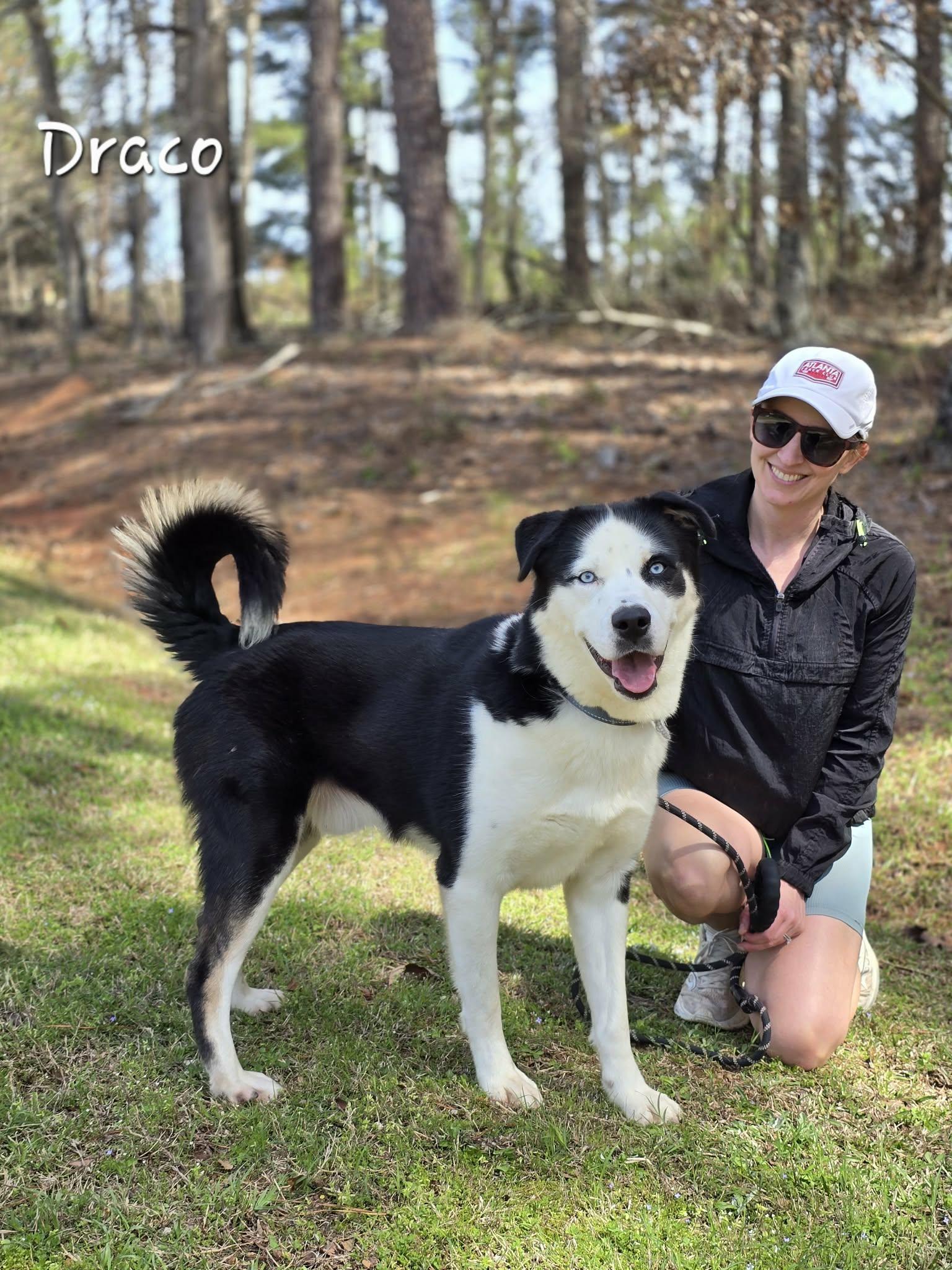 Enlarge Draco, a ADOPTABLE mixed breed in Bishop, GA image 2/6