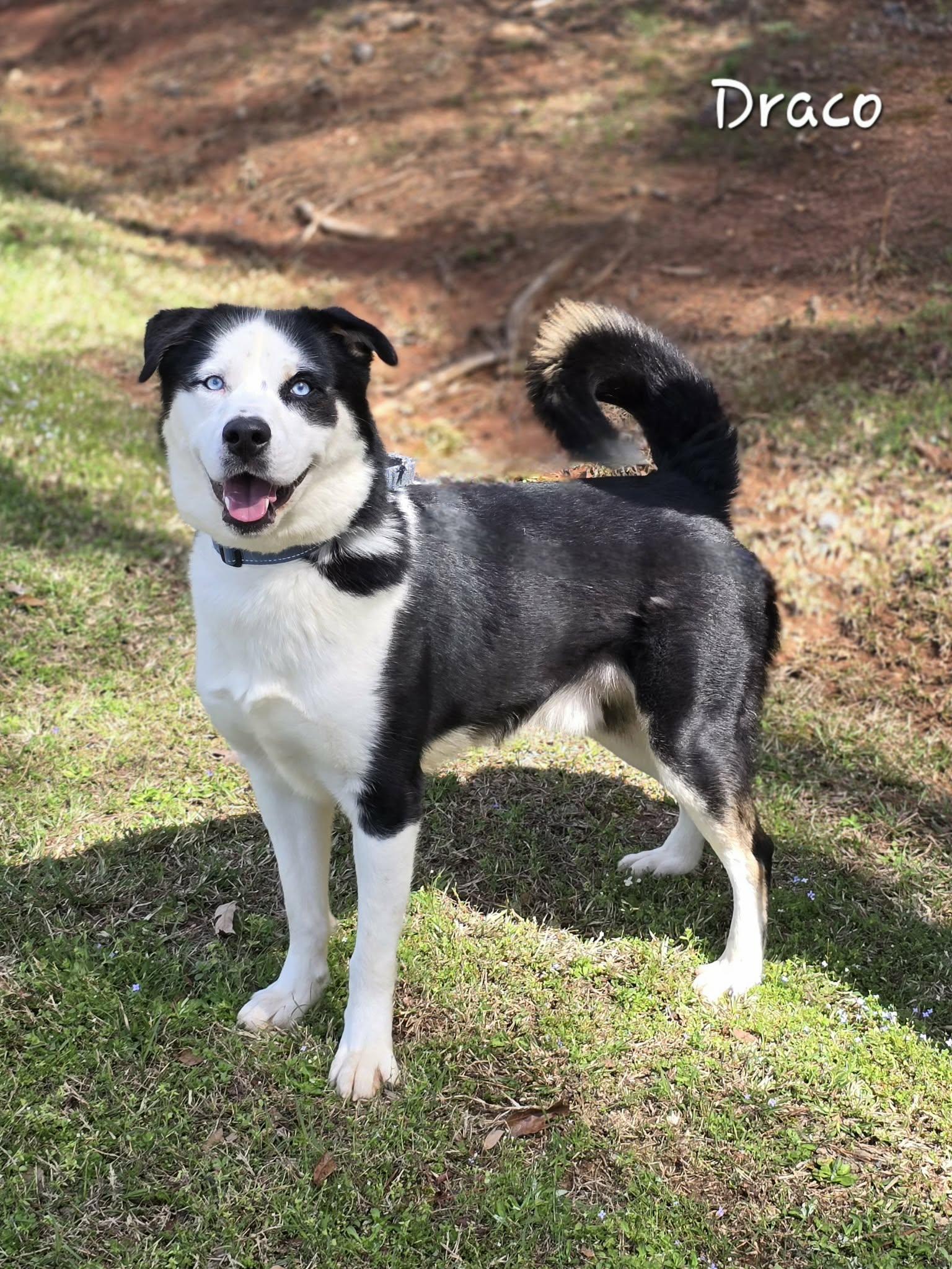 Enlarge Draco, a ADOPTABLE mixed breed in Bishop, GA image 3/6